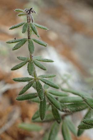 Galium verticillatum \ Quirlbl&auml;ttriges Labkraut / Whorled Bedstraw, F Pyren&auml;en/Pyrenees, Saint-Martin du Canigou 25.7.2018