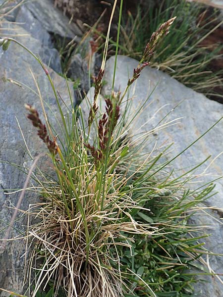 Festuca pyrenaica \ Pyren&auml;en-Schwingel / Pyrenean Fescue, F Pyren&auml;en/Pyrenees, Puigmal 1.8.2018