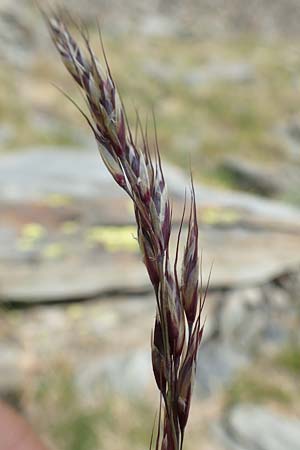 Helictotrichon sedenense \ Seyne-Wiesenhafer / Seyne Oat Grass, F Pyren&auml;en/Pyrenees, Puigmal 1.8.2018