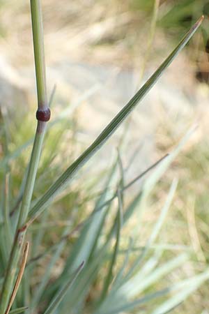 Helictotrichon sedenense \ Seyne-Wiesenhafer / Seyne Oat Grass, F Pyren&auml;en/Pyrenees, Puigmal 1.8.2018