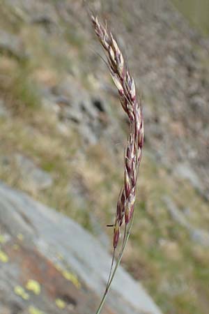 Helictotrichon sedenense \ Seyne-Wiesenhafer / Seyne Oat Grass, F Pyren&auml;en/Pyrenees, Puigmal 1.8.2018