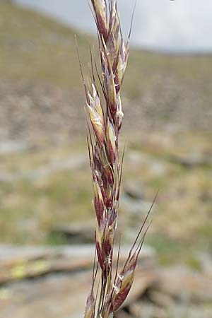 Helictotrichon sedenense \ Seyne-Wiesenhafer / Seyne Oat Grass, F Pyren&auml;en/Pyrenees, Puigmal 1.8.2018