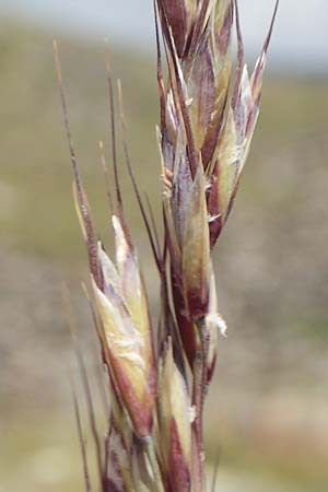 Helictotrichon sedenense \ Seyne-Wiesenhafer / Seyne Oat Grass, F Pyren&auml;en/Pyrenees, Puigmal 1.8.2018