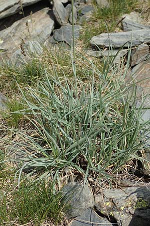 Helictotrichon sedenense \ Seyne-Wiesenhafer / Seyne Oat Grass, F Pyren&auml;en/Pyrenees, Puigmal 1.8.2018