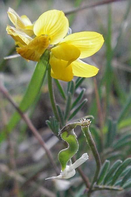 Hippocrepis glauca \ Blaugr�ner Hufeisenklee, F Les Baux 10.6.2006