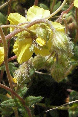 Helianthemum hirtum \ Borstiges Sonnenr�schen / Bristly Rock-Rose, F Causse du Larzac 15.5.2007