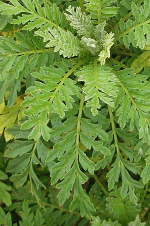 Descurainia tanacetifolia \ Rainfarn-Rauke / Tansy-Leaved Mustard, F Botan. Gar.  Tourmalet 26.8.2011