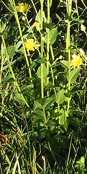 Hieracium sabaudum subsp. vagum \ Unbest&auml;ndiges Savoyer Habichtskraut / Glabrous-Headed Hawkweed, F Auvergne Donjon 27.8.2011