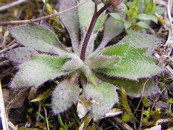 Draba verna agg. \ Frhlings-Hungerblmchen / Common Whitlowgrass, F Erstein 16.3.2013
