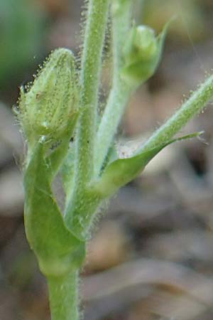 Hieracium lawsonii \ Lawsons Habichtskraut / Lawson's Hawkweed, F Pyren&auml;en/Pyrenees, La Trinite 26.7.2018