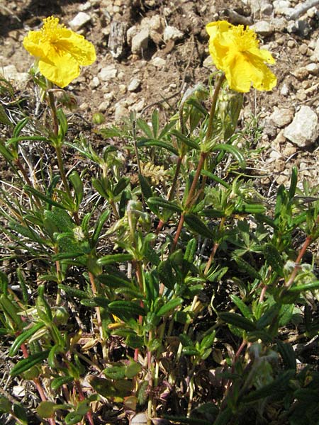 Helianthemum nummularium \ Kleinblttriges Sonnenrschen / Common Rock-Rose, F Severac-le-Chateau 8.6.2006