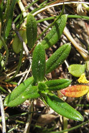 Helianthemum nummularium \ Kleinblttriges Sonnenrschen / Common Rock-Rose, F Severac-le-Chateau 8.6.2006