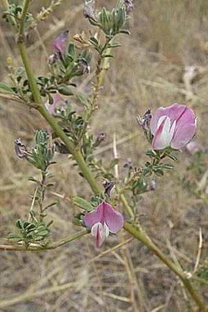 Ononis spinosa subsp. antiquorum, Vieldornige Hauhechel Ononis spinosa subsp. antiquorum, Vieldornige Hauhechel