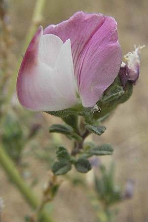 Ononis spinosa subsp. antiquorum \ Vieldornige Hauhechel / Thorny Restharrow, Prickly Restharrow, F Pyren&auml;en/Pyrenees, Eus 14.8.2006