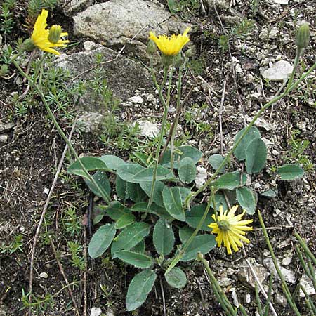 Hieracium schmidtii agg. \ Blasses Habichtskraut / Schmidt's Hawkweed, F Thueyts (Ardeche) 16.5.2007