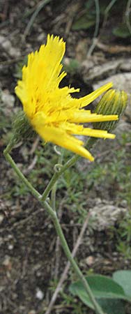 Hieracium schmidtii agg. \ Blasses Habichtskraut / Schmidt's Hawkweed, F Thueyts (Ardeche) 16.5.2007