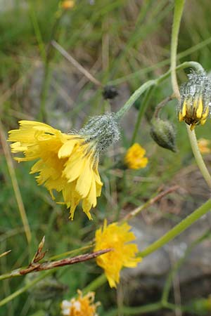 Hieracium bifidum \ Gabeliges Habichtskraut / Hawkweed, F Col de la Bonette 8.7.2016