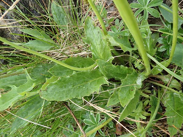 Hieracium bifidum \ Gabeliges Habichtskraut / Hawkweed, F Col de la Bonette 8.7.2016
