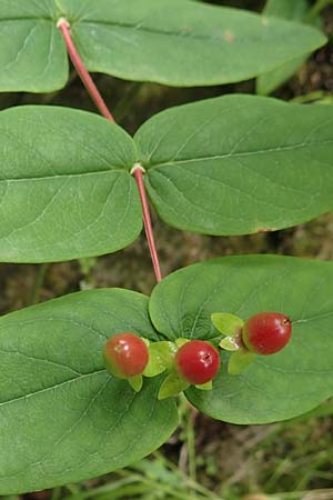 Hypericum androsaemum \ Blut-Johanniskraut, Mannsblut / Tutsan, F Pyrenäen/Pyrenees, Gorges de la Fou 10.8.2018