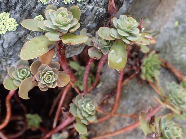 Hylotelephium anacampseros \ Rundblttrige Waldfetthenne / Evergreen Witch's Moneybags, F Bonneval-sur-Arc 6.10.2021
