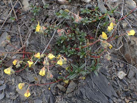 Helianthemum alpestre \ Alpen-Sonnenrschen / Alpine Rock-Rose, F Savines-le-Lac 29.4.2023