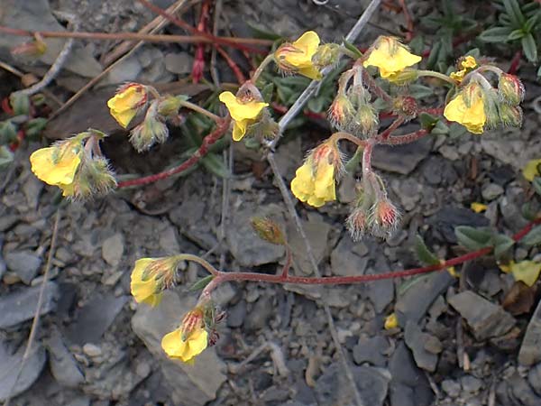 Helianthemum alpestre \ Alpen-Sonnenrschen / Alpine Rock-Rose, F Savines-le-Lac 29.4.2023