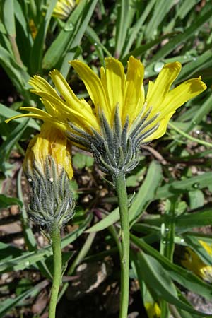 Hieracium bupleuroides \ Hasenohr-Habichtskraut, Durchwachs-Habichtskraut / Hare-Ear Hawkweed, F Vogesen/Vosges, Botan. Gar.  Haut Chitelet 5.8.2008