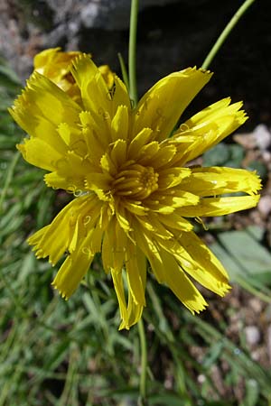 Hieracium bupleuroides \ Hasenohr-Habichtskraut, Durchwachs-Habichtskraut / Hare-Ear Hawkweed, F Vogesen/Vosges, Botan. Gar.  Haut Chitelet 5.8.2008