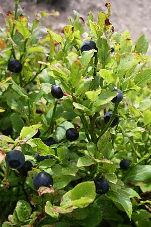 Vaccinium myrtillus \ Heidelbeere, Blaubeere / Bilberry, F Vogesen/Vosges, Grand Ballon 7.8.2008