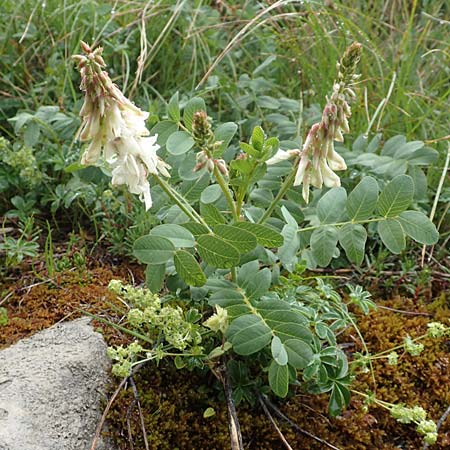Hedysarum boutignyanum \ Boutigny-S��klee, F Col de la Bonette 8.7.2016
