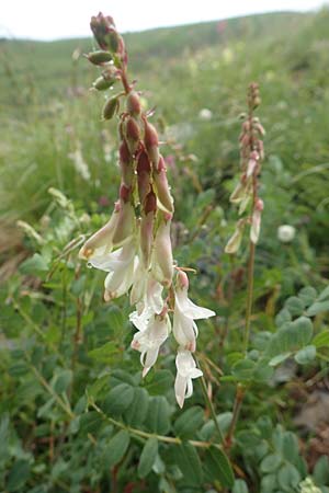 Hedysarum boutignyanum \ Boutigny-S��klee, F Col de la Bonette 8.7.2016