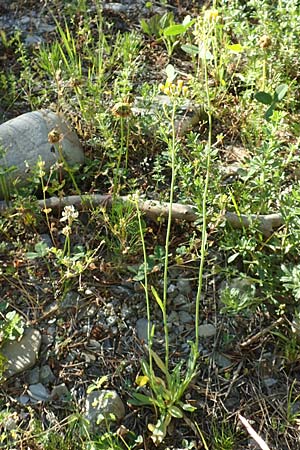 Hieracium bauhini \ Ungarisches Habichtskraut / Bauhin's Hawkweed, F Barcelonnette 9.7.2016