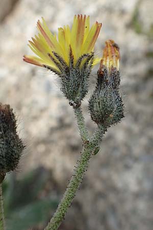 Hieracium breviscapum \ Kurzschaft-Habichtskraut / Short Scape Hawkweed, F Pyren&auml;en/Pyrenees, Mont Llaret 31.7.2018
