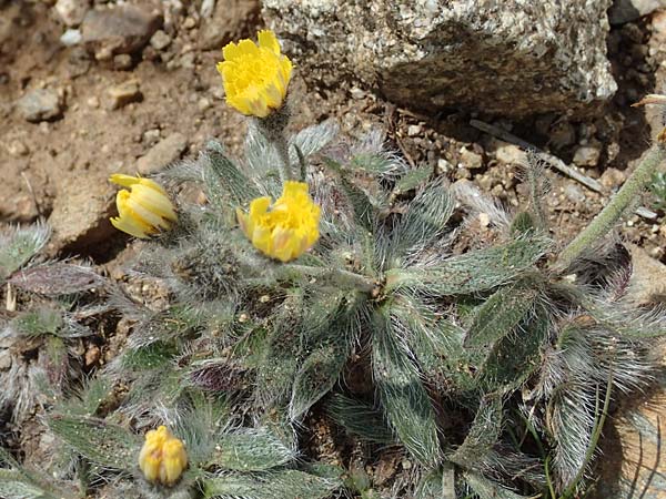 Hieracium breviscapum \ Kurzschaft-Habichtskraut / Short Scape Hawkweed, F Pyren&auml;en/Pyrenees, Mont Llaret 31.7.2018