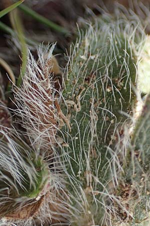 Hieracium breviscapum \ Kurzschaft-Habichtskraut / Short Scape Hawkweed, F Pyren&auml;en/Pyrenees, Mont Llaret 31.7.2018
