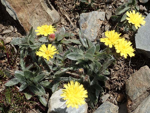 Hieracium breviscapum \ Kurzschaft-Habichtskraut / Short Scape Hawkweed, F Pyren&auml;en/Pyrenees, Puigmal 1.8.2018