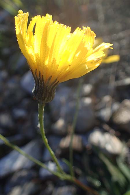 Hieracium bupleuroides \ Hasenohr-Habichtskraut, Durchwachs-Habichtskraut / Hare-Ear Hawkweed, F La Cluse 9.10.2021