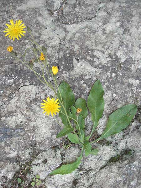 Hieracium caesium \ Blulichgrnes Habichtskraut / Hawkweed, F Pyrenäen/Pyrenees, Prades 12.8.2006