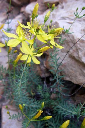 Hypericum coris \ Nadel-Johanniskraut, Quirlbl&auml;ttriges Johanniskraut / Heath-Leaved St. John's-Wort, F Grand Canyon du Verdon 23.6.2008