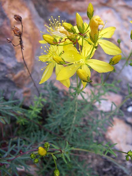 Hypericum coris \ Nadel-Johanniskraut, Quirlbl&auml;ttriges Johanniskraut / Heath-Leaved St. John's-Wort, F Grand Canyon du Verdon 23.6.2008