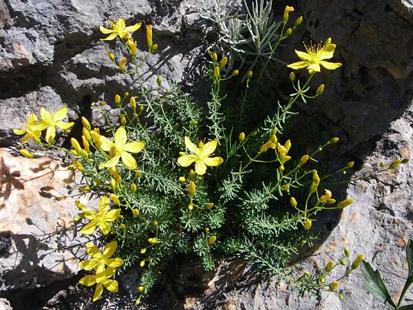 Hypericum coris \ Nadel-Johanniskraut, Quirlbl&auml;ttriges Johanniskraut / Heath-Leaved St. John's-Wort, F Grand Canyon du Verdon 23.6.2008
