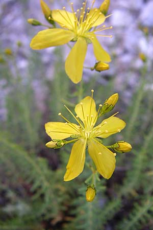 Hypericum coris \ Nadel-Johanniskraut, Quirlbl&auml;ttriges Johanniskraut / Heath-Leaved St. John's-Wort, F Grand Canyon du Verdon 23.6.2008