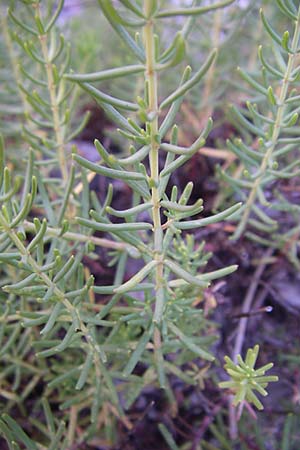 Hypericum coris \ Nadel-Johanniskraut, Quirlbl&auml;ttriges Johanniskraut / Heath-Leaved St. John's-Wort, F Grand Canyon du Verdon 23.6.2008