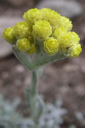 Helichrysum compactum \ Gedrungene Strohblume, F Vogesen, Botan. Gar.  Haut Chitelet 5.8.2008