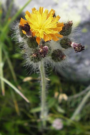 Hieracium caespitosum \ Wiesen-Habichtskraut, F Col de la Bonette 8.7.2016