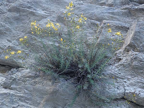 Hypericum coris \ Nadel-Johanniskraut, Quirlbl&auml;ttriges Johanniskraut / Heath-Leaved St. John's-Wort, F Gorges du Bachelard 9.7.2016