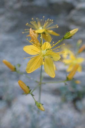 Hypericum coris \ Nadel-Johanniskraut, Quirlbl&auml;ttriges Johanniskraut / Heath-Leaved St. John's-Wort, F Gorges du Bachelard 9.7.2016