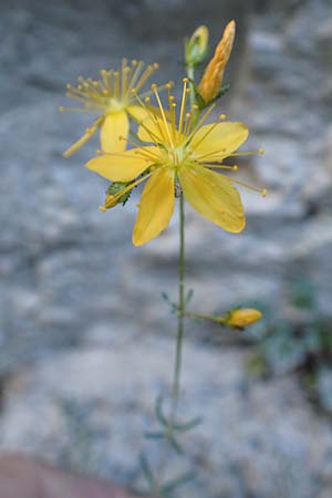 Hypericum coris \ Nadel-Johanniskraut, Quirlbl&auml;ttriges Johanniskraut / Heath-Leaved St. John's-Wort, F Gorges du Bachelard 9.7.2016