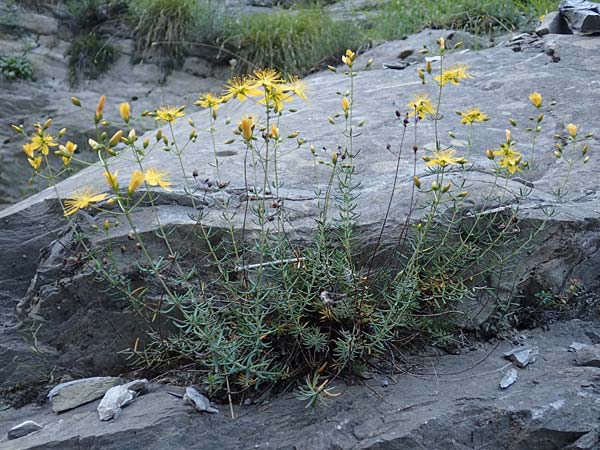 Hypericum coris \ Nadel-Johanniskraut, Quirlbl&auml;ttriges Johanniskraut / Heath-Leaved St. John's-Wort, F Gorges du Bachelard 9.7.2016