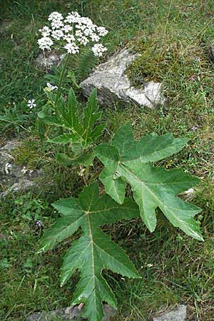 Heracleum pyrenaicum \ Pyren&auml;en-B�renklau / Pyrenean Hogweed, F Pyren&auml;en/Pyrenees, Eyne 9.8.2006